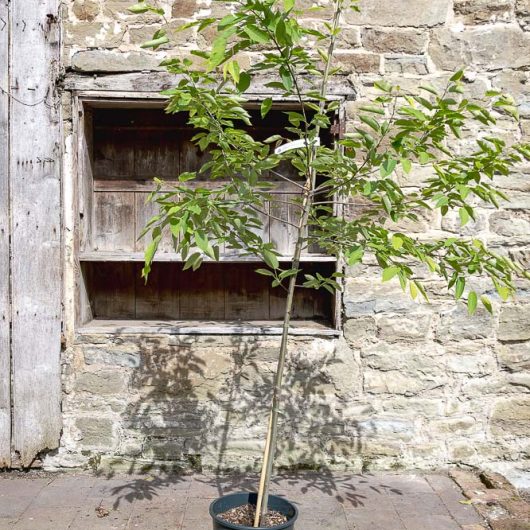 amelanchier robin hill