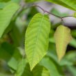 Amelanchier aborescens 'Robin Hill'