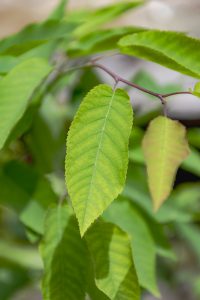 Amelanchier aborescens 'Robin Hill'