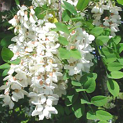 Robinia pse Lace Lady - Trees Direct