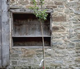 Malus domestica 'Howgate Wonder'