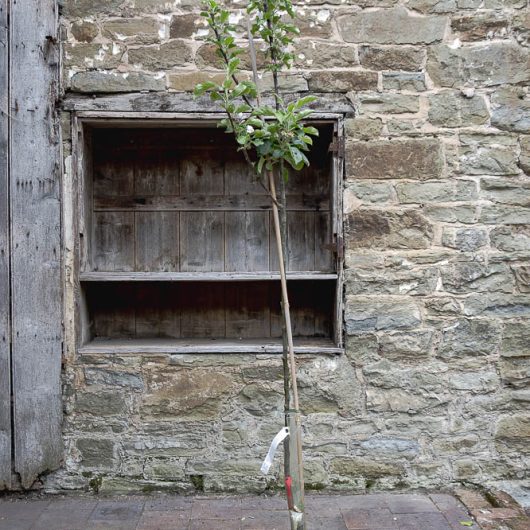 Malus domestica 'Howgate Wonder'