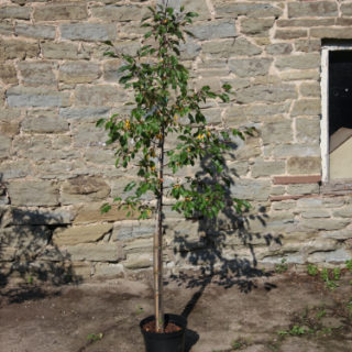 Crab Apple Rudolph Trees For Sale | Trees Direct