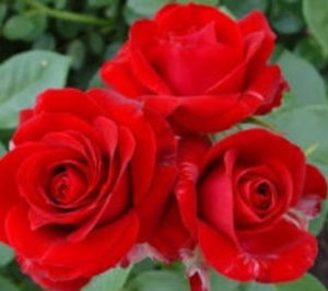 Rose Rememberance - Trees Direct
