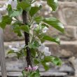 Malus domestica 'Howgate Wonder'
