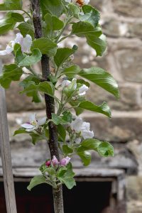 Malus domestica 'Howgate Wonder'