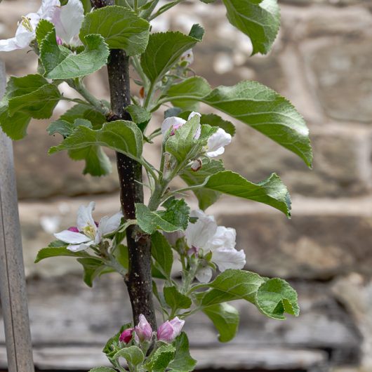 Malus domestica 'Howgate Wonder'