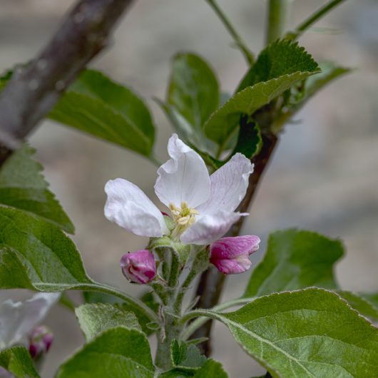 Malus domestica 'Howgate Wonder'