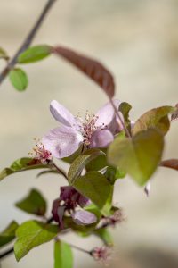 Malus 'Indian Magic'