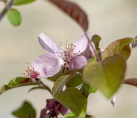 Malus 'Indian Magic'