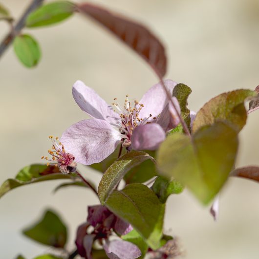Malus 'Indian Magic'