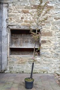 Malus 'Indian Magic'