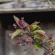 Malus 'Indian Magic'