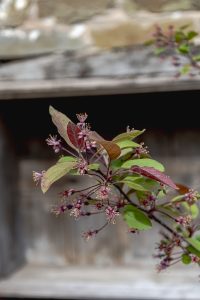 Malus 'Indian Magic'