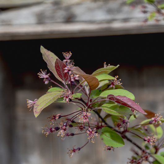 Malus 'Indian Magic'