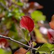 Malus 'Rudolph’