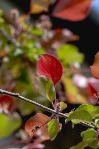 Malus 'Rudolph’