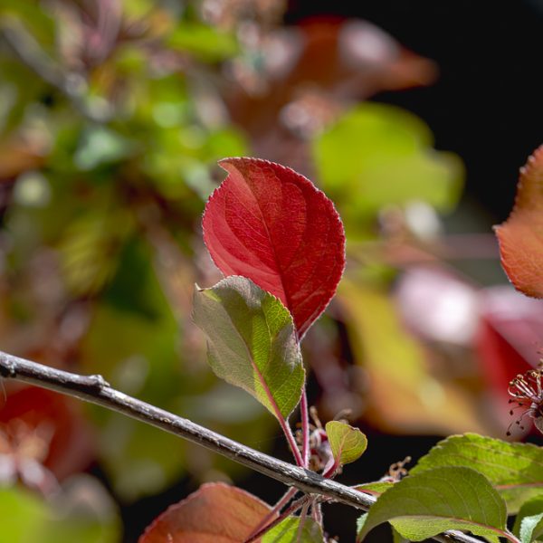 Crab Apple Rudolph Trees For Sale | Trees Direct