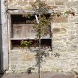 Malus 'Rudolph’