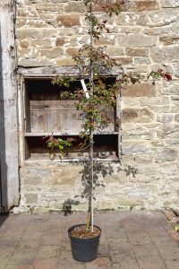 Malus 'Rudolph’