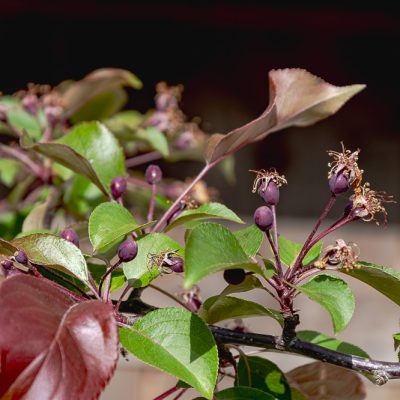 Crab Apple Rudolph Trees For Sale | Trees Direct