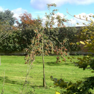 Mature Crab Apple - Trees Direct