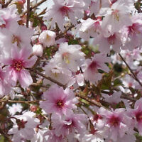 Pink Champagne Flowering Cherry - Trees Direct