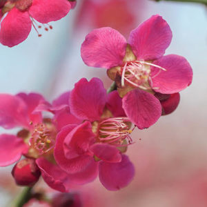 Prunus mume 'Beni-Chidori' - Trees Direct