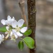 Malus domestica 'Laxton's Superb'