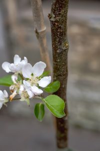 Malus domestica 'Laxton's Superb'