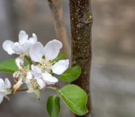 Malus domestica 'Laxton's Superb'