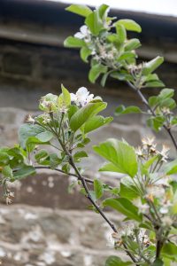 Malus domestica 'Laxton's Superb'