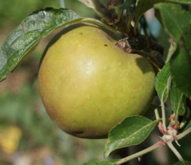 Herefordshire Russet - Trees Direct