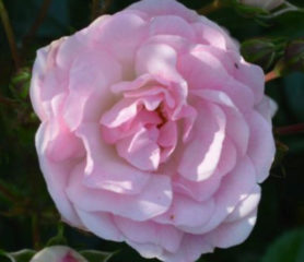 Rose Maid of Kent Trees Direct