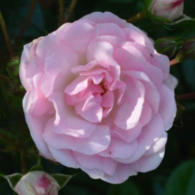 Rose Maid of Kent Trees Direct