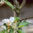 Malus domestica 'Limelight'