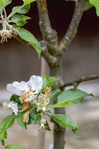 Malus domestica 'Limelight'