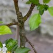Malus domestica 'Limelight'