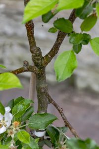Malus domestica 'Limelight'