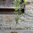 Malus domestica 'Limelight'
