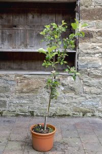 Malus domestica 'Limelight'
