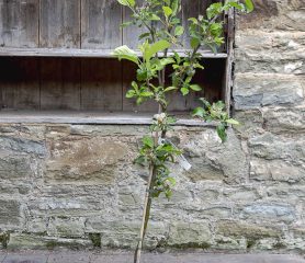 Malus domestica 'Limelight'