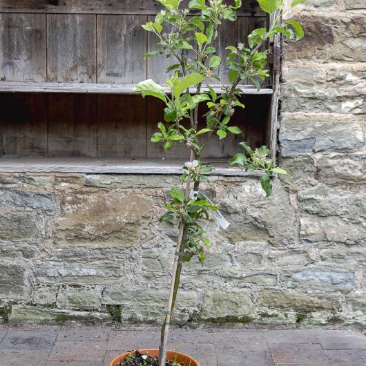 Malus domestica 'Limelight'