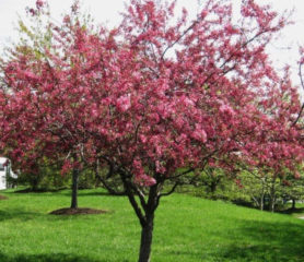 Crab Apple Royalty - Trees Direct