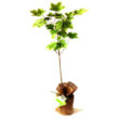 Norway Maple Giftwrapped - Trees Direct