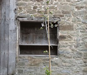 Prunus domestica 'Cambridge Gage'
