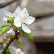 Prunus domestica 'Cambridge Gage'