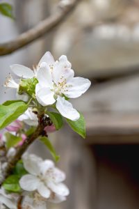 Prunus domestica 'Cambridge Gage'