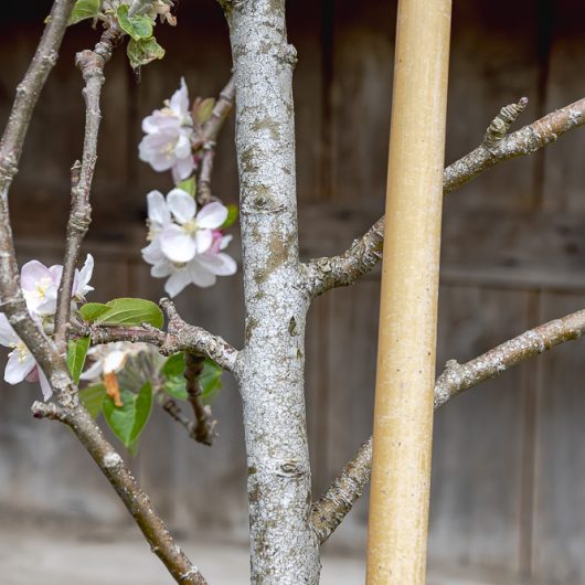 Prunus domestica 'Cambridge Gage'