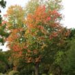 Silver Maple - Trees Direct